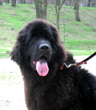 (2) Чип апрель 2010 022.jpg