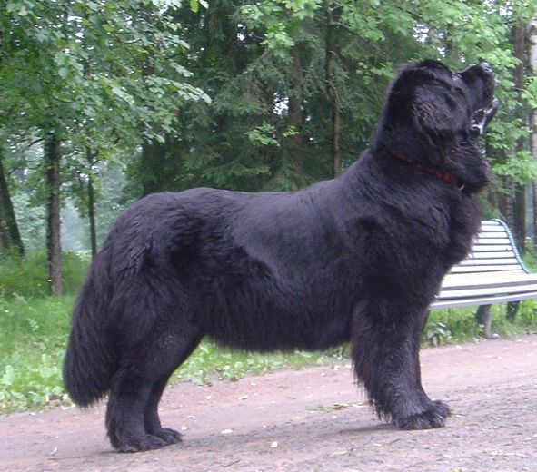  Айдана с Изюминкой_за неделю до родов.jpg