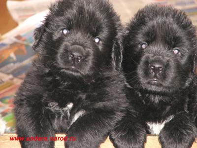 1m_puppy_GUNIA_LEO-007.jpg