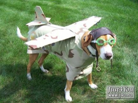 1182504123_dogcostumes001.jpg
