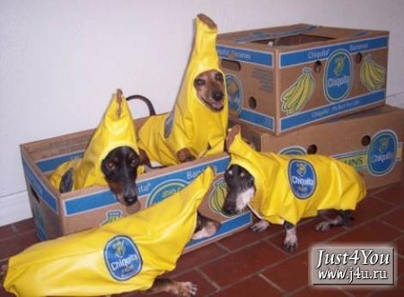1182504123_dogcostumes004.jpg