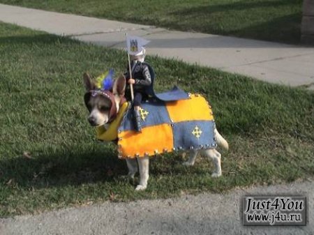 1182504123_dogcostumes007.jpg