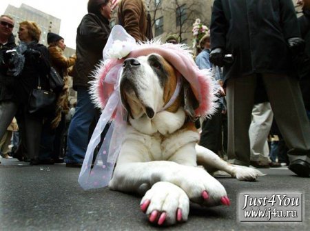 1182504123_dogcostumes008.jpg