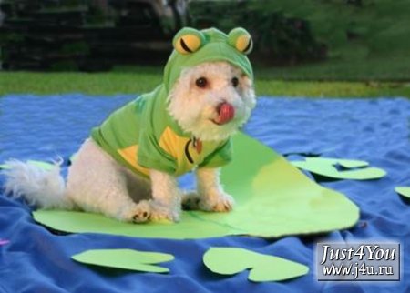 1182504123_dogcostumes011.jpg