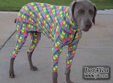 1182504123_dogcostumes012.jpg