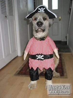 1182504123_dogcostumes015.jpg