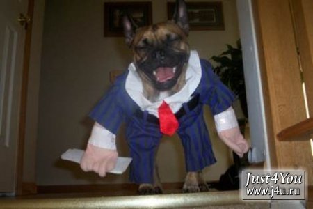 1182504123_dogcostumes018.jpg