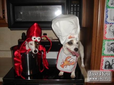 1182504123_dogcostumes017.jpg