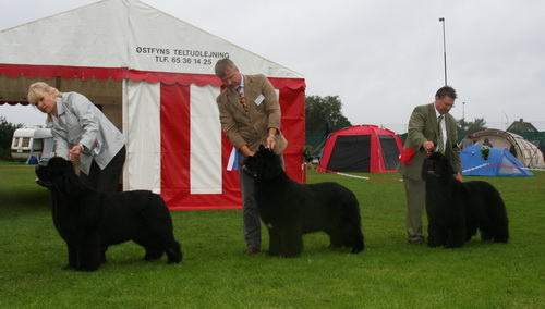  на лучшую суку 22.07.jpg
