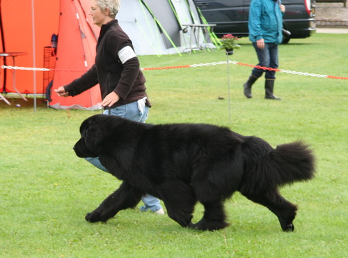 5 Bjornebandens Stevie Wonder.jpg