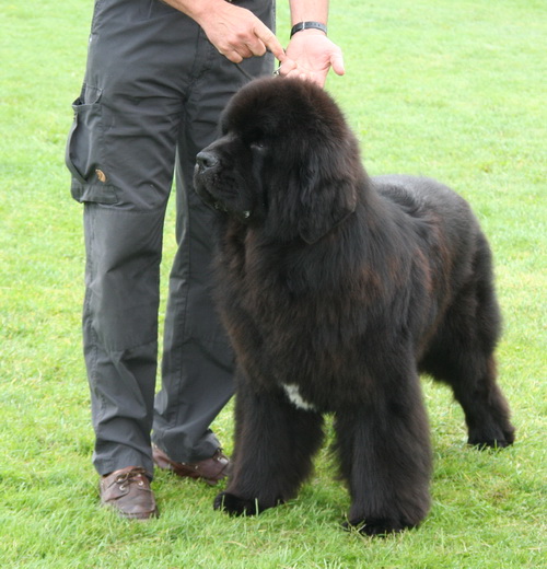 9 Bjornebandens Yankee Doodle Dandy.jpg