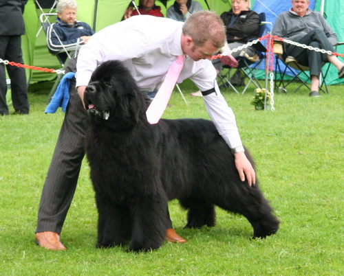 11 Brooklynbear Nijinsky.jpg