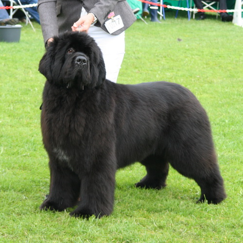 17 King Of Helluland Feel The Win.jpg