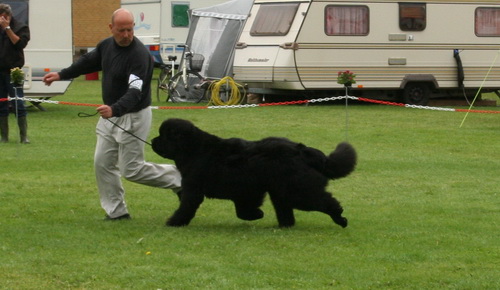 22 Black Houdini`s Steven Gerrad.jpg