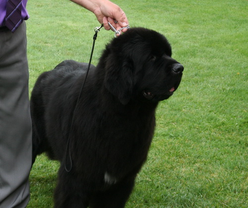 27 Newf Dog Song For Guy.jpg