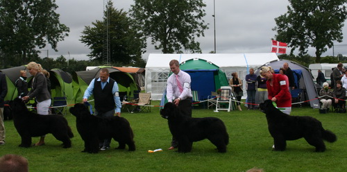  кобелей открытого класса.jpg