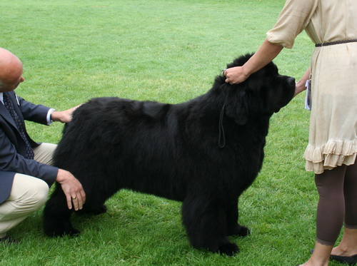 32  Bear Cov`s Concorde.jpg