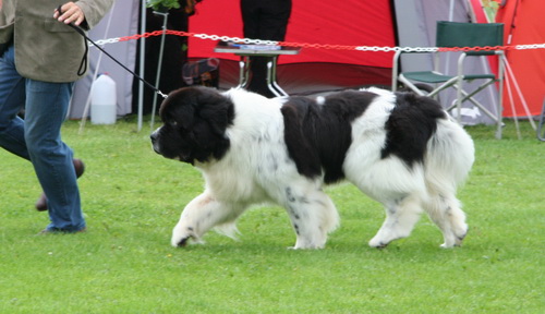 33 Nutzhorns How-To-Be-A Star.jpg