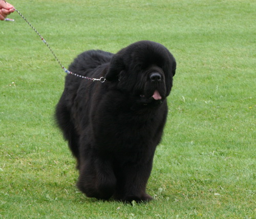 36 Cannon Bear`s Second To None.jpg