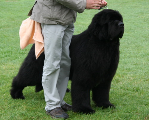  37 King Of Hellulend Duke Of Heaven.jpg