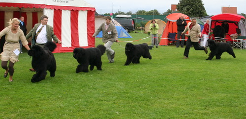  чемпионов (кобели 23.07.2011).jpg