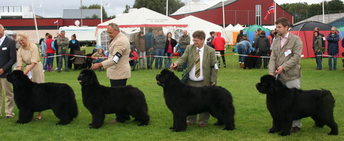  чемпионов 2.jpg