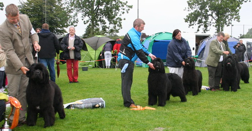  расстановка Gold Cup.jpg