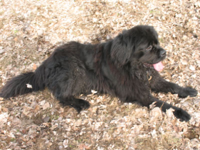 cобаки 006 grem.jpg