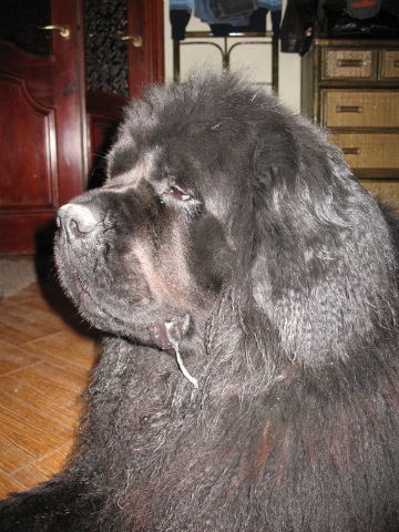 cобаки 011 grem.jpg