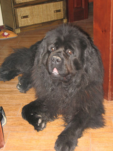 cобаки 017 grem.jpg