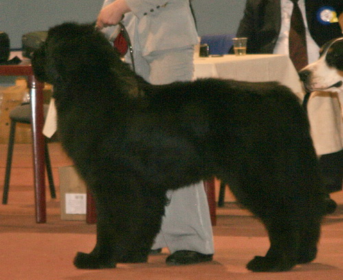 09.03.2014 Донецк CACIB.jpg 2.jpg