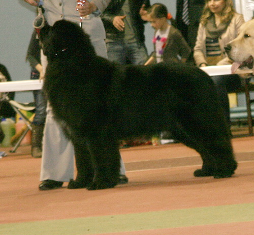 08.03.2014 донецк9.jpg