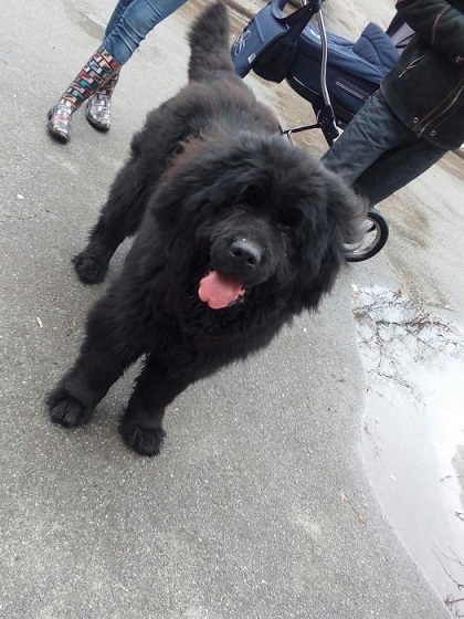 446413602_1_1000x700_hozyain-otzovis-kiev (1).jpg