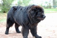 ��� - ��� ���������� ������������ 