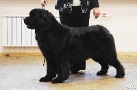 Charovnitsa iz Medvejyego Yara Charovnitsa iz Medvejyego Yara