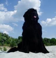 Brenda Kara Deniz Brenda Kara Deniz