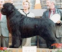 Main Tickle Dark Knight Main Tickle Dark Knight