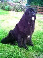 Cayuga Cimarron of Bonaventura Cayuga Cimarron of Bonaventura