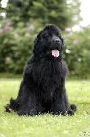 Borghojs Sweet Sascha Borghojs Sweet Sascha