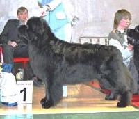 Volat Vialiki Miadzvedz Volat Vialiki Miadzvedz