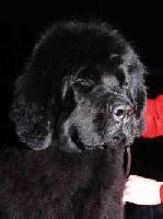 Verona Vialiki Miadzvedz Verona Vialiki Miadzvedz