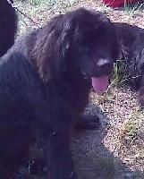 Chereshenka Bolshoj Malysh Chereshenka Bolshoj Malysh