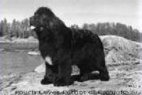 Pouch Cove's Patriot of Cayuga Pouch Cove's Patriot of Cayuga