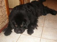 Naslednik Prestola ot Sibirskogo Medvedya Naslednik Prestola ot Sibirskogo Medvedya