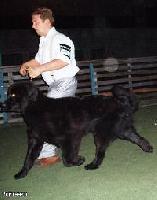 Barbara Mister Newf Barbara Mister Newf