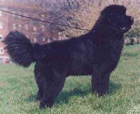 Daddy Manlio for Pow Wow Daddy Manlio for Pow Wow