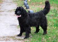 Taffi Milaya Bestiya Taffi Milaya Bestiya