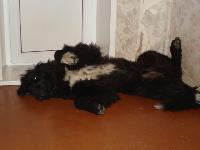 Bayard Plyushevyiy Avantyurist Bayard Plyushevyiy Avantyurist