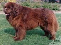 Django van de Oude Kazerne Django van de Oude Kazerne