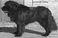 Pere Noble van Nordwige Pere Noble van Nordwige